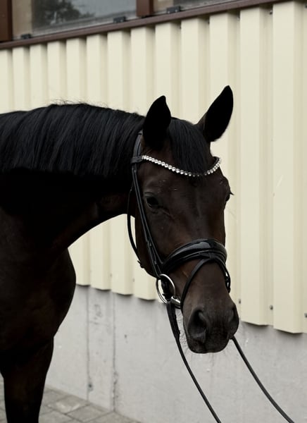 Deutsches Sportpferd, Stute in Ostrach