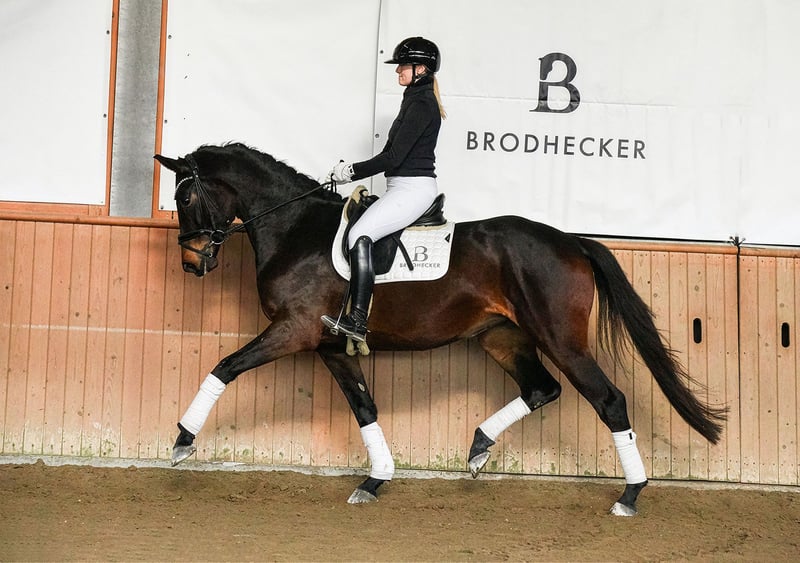 Deutsches Sportpferd, Stute in Riedstadt