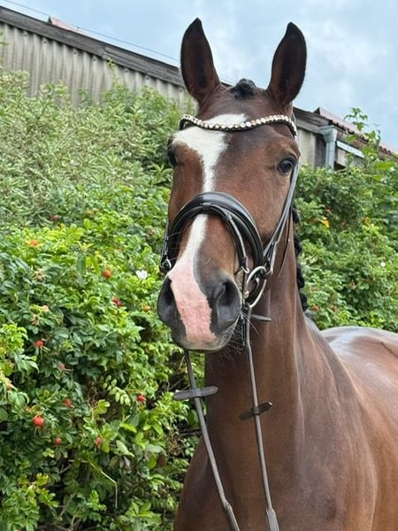 Deutsches Sportpferd, Stute in Drackenstein