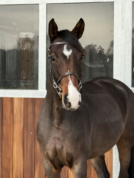 Deutsches Sportpferd, Stute in Kamenz