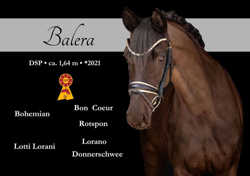 Deutsches Sportpferd, Stute in Wehringen