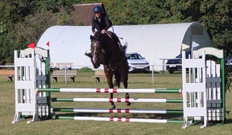 Deutsches Sportpferd, Stute in Braunschweig