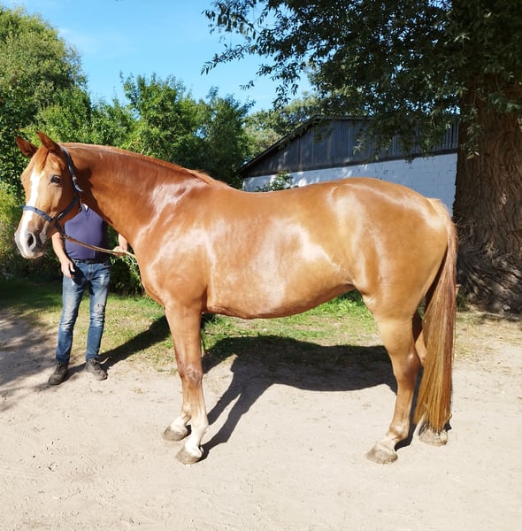 Deutsches Sportpferd, Stute in Wulkow