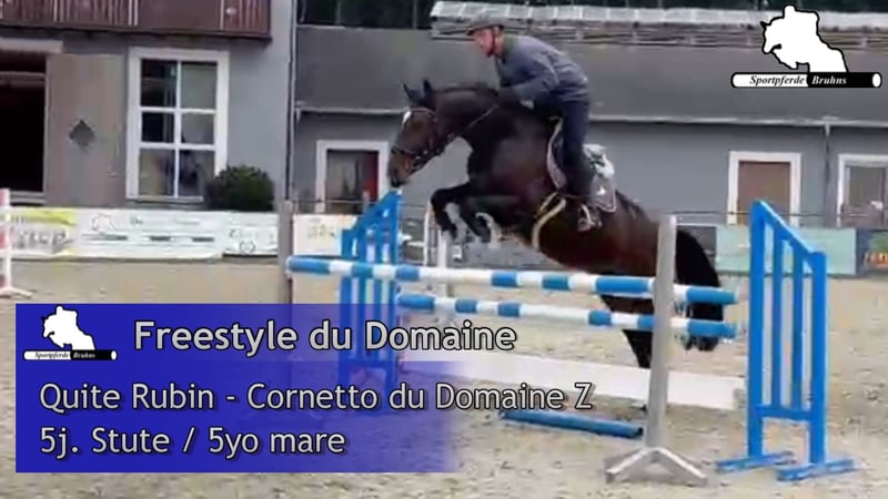 Deutsches Sportpferd, Stute in Gadow