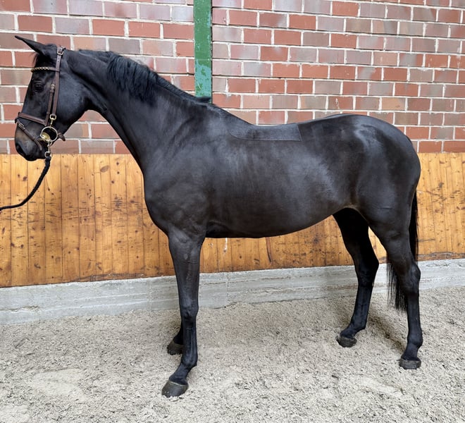 Deutsches Sportpferd, Stute in Horstmar