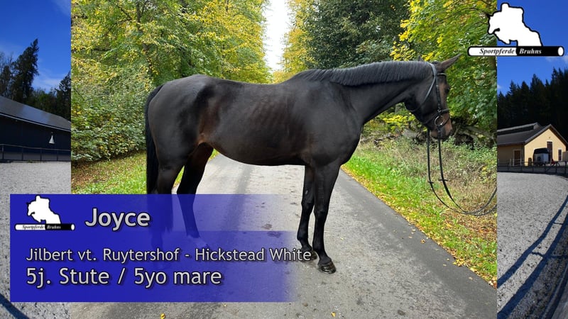 Deutsches Sportpferd, Stute in Gadow