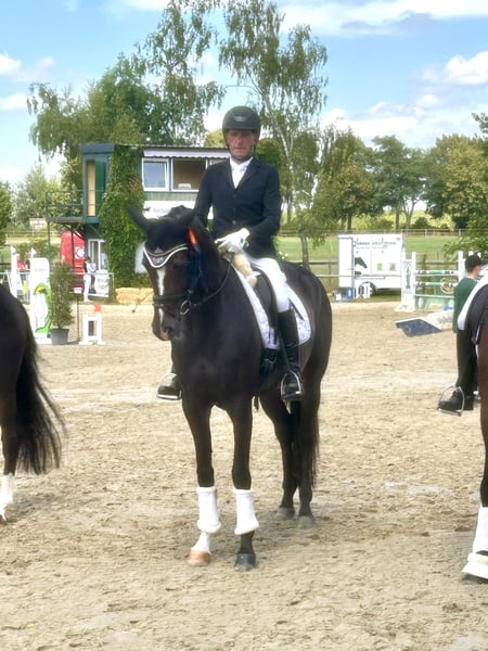 Deutsches Sportpferd, Stute in Olfen