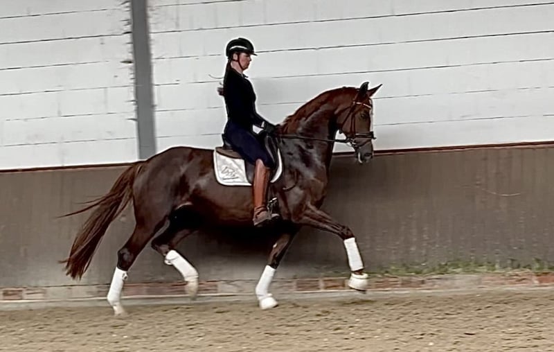 Deutsches Sportpferd, Stute in Lohne (Oldenburg)