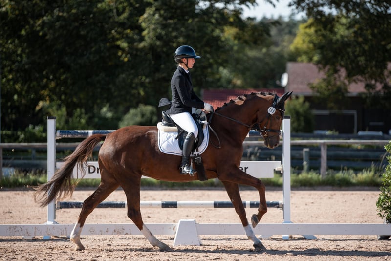 Deutsches Sportpferd, Stute in Aurach