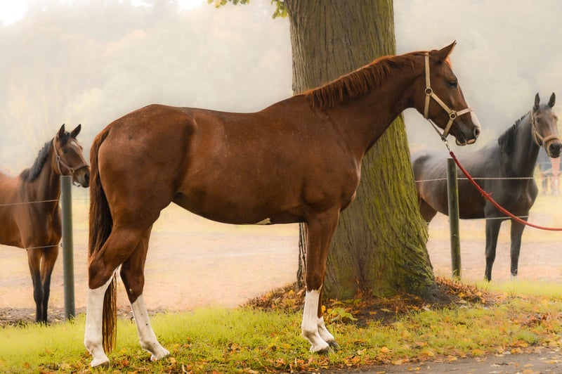 Deutsches Sportpferd, Stute in Krumke