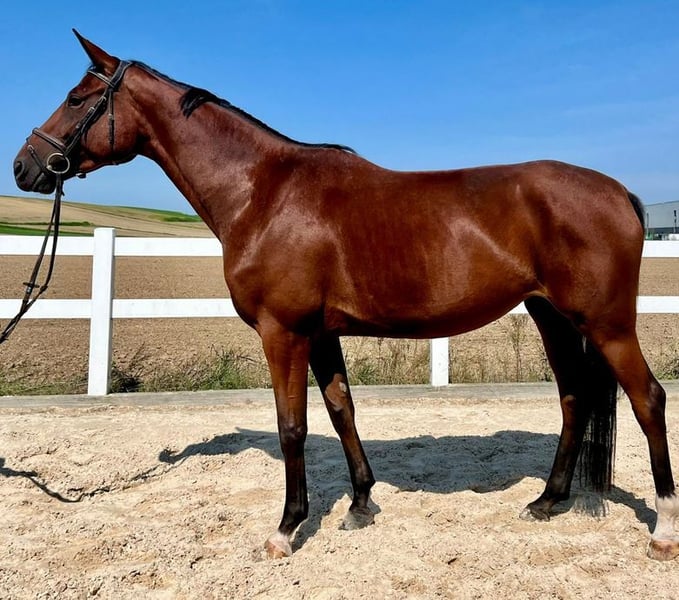 Deutsches Sportpferd, Stute in Allershausen