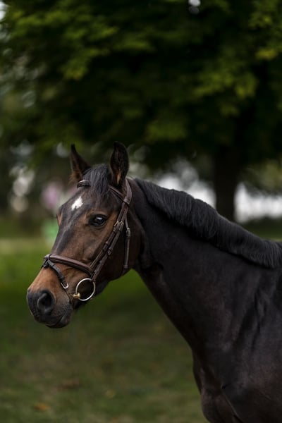 Deutsches Sportpferd, Stute in Nettetal