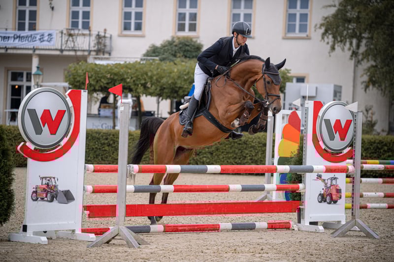 Deutsches Sportpferd, Stute in Kirkel