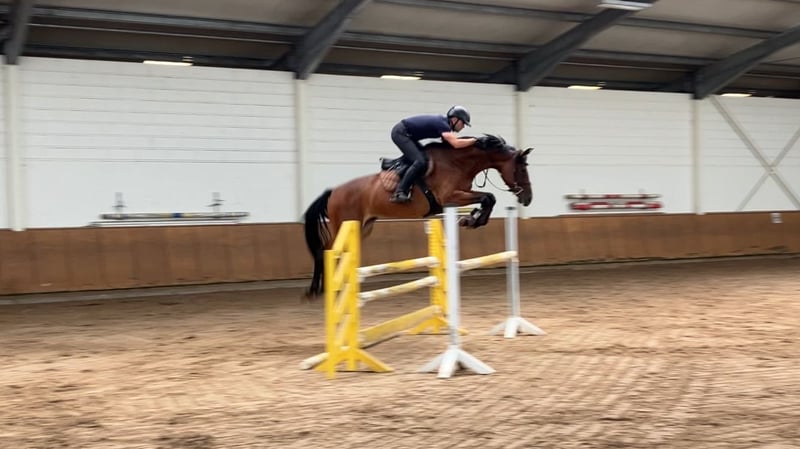 Deutsches Sportpferd, Stute in Penig