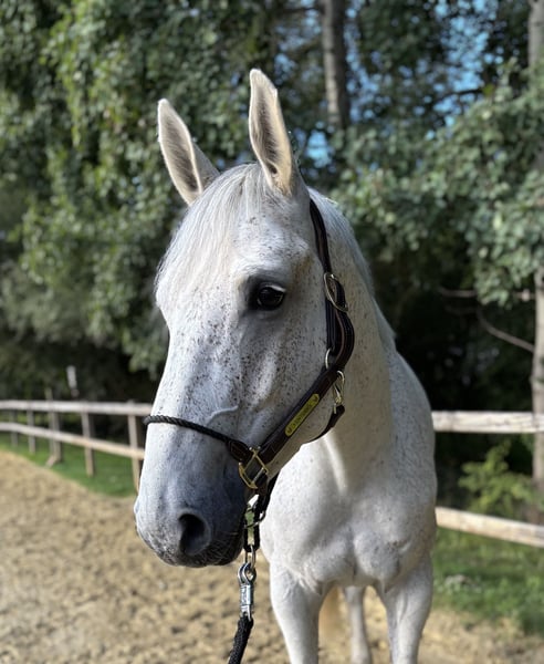 Deutsches Sportpferd, Stute in Limburg an der Lahn