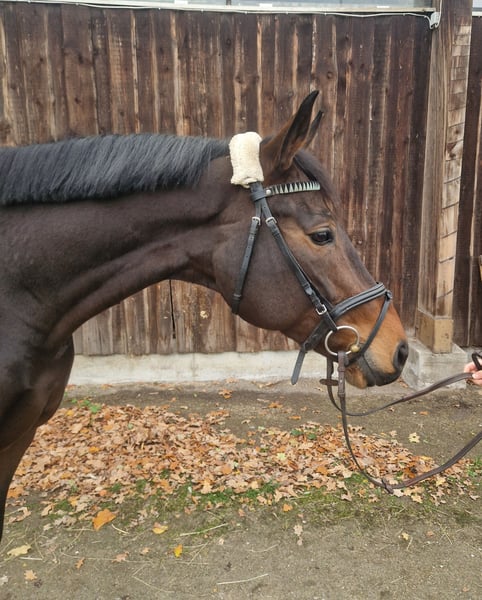 Deutsches Sportpferd, Stute in Mannheim