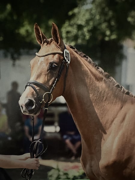 Deutsches Sportpferd, Stute in Hallbergmoos