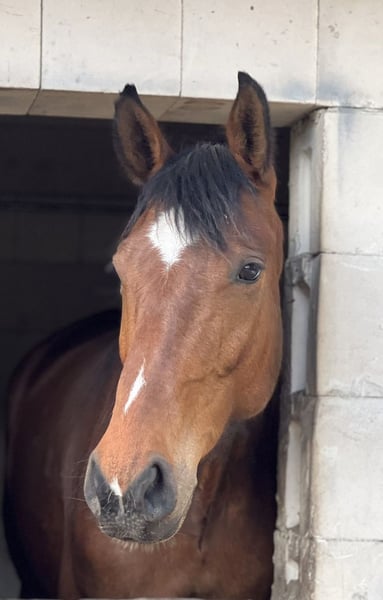 Deutsches Sportpferd, Stute in Brieselang