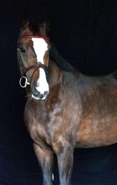 Deutsches Sportpferd, Stute in Simmershofen