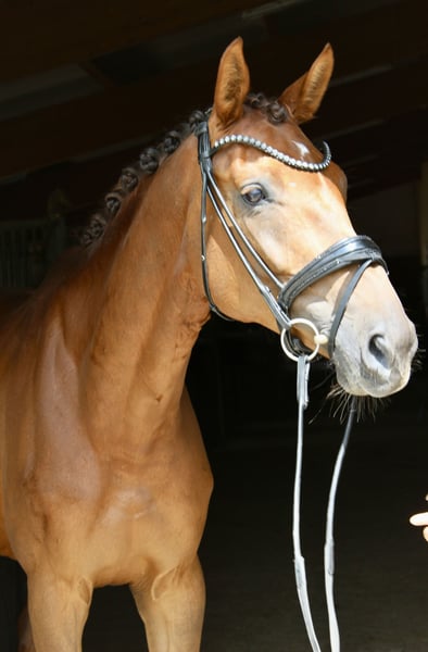 Deutsches Sportpferd, Stute in Ebenweiler