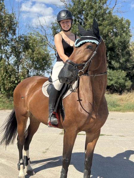 Deutsches Sportpferd, Stute in Leipzig