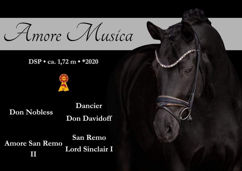 Deutsches Sportpferd, Stute in Wehringen