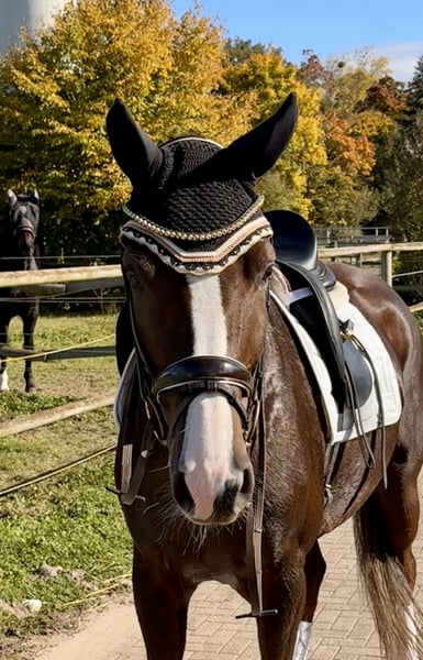 Deutsches Sportpferd, Stute in Willstätt
