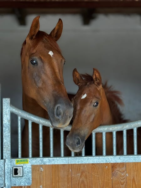 Deutsches Sportpferd, Stute in Müncheberg