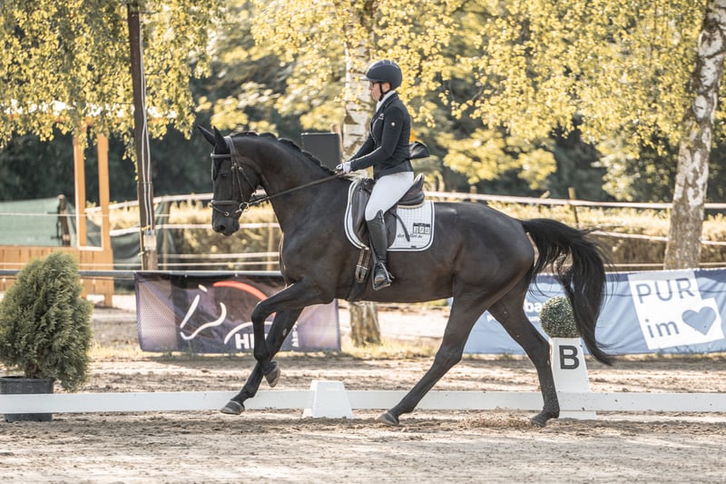 Deutsches Sportpferd, Stute in Güglingen