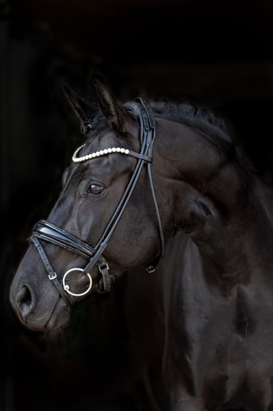 Deutsches Sportpferd, Stute in Rosenheim