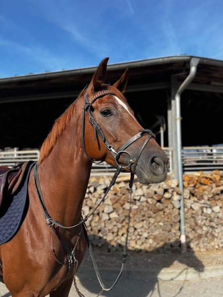 Deutsches Sportpferd, Stute in Grevenbroich
