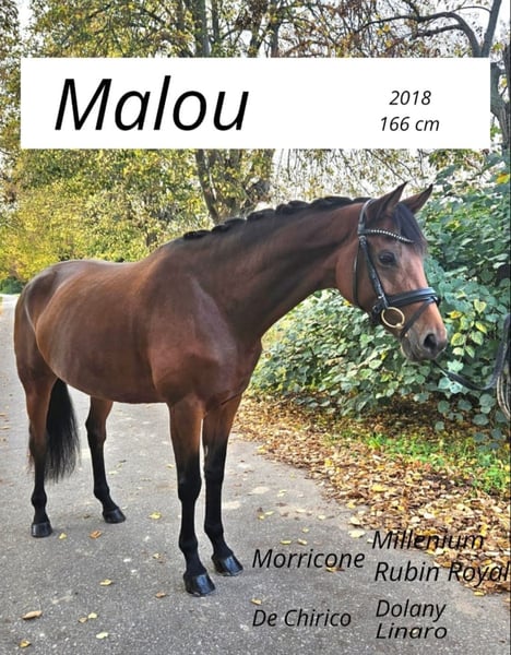 Deutsches Sportpferd, Stute in Prussendorf/ Zörbig