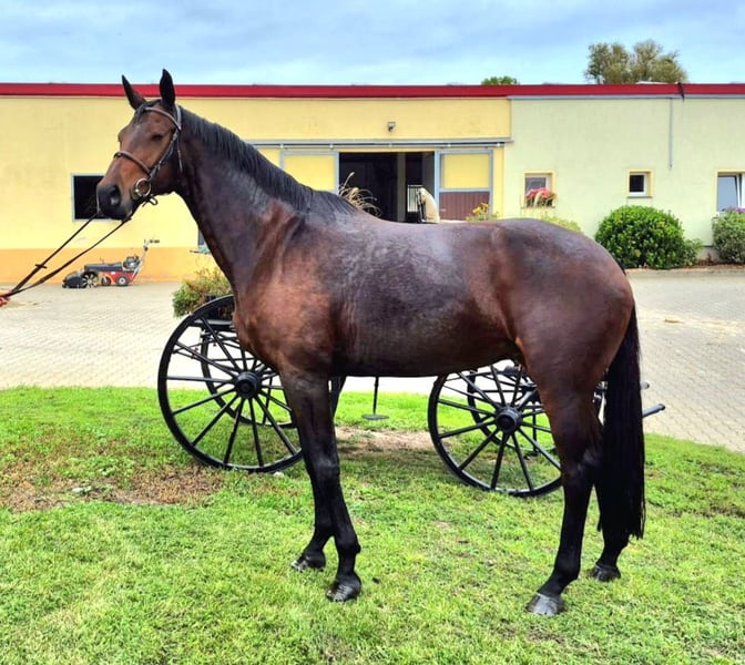 Deutsches Sportpferd, Stute in Leipzig