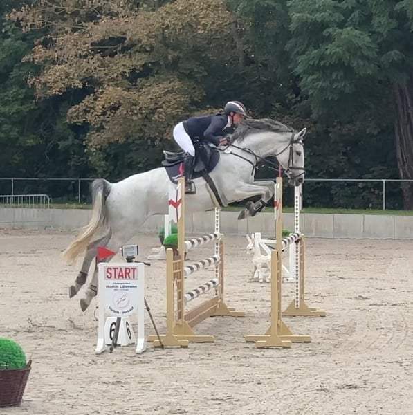 Deutsches Sportpferd, Stute in Libbesdorf