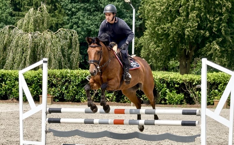 Deutsches Sportpferd, Stute in Thuine