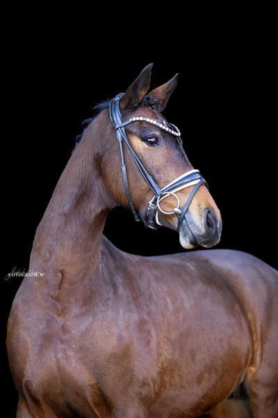 Deutsches Sportpferd, Stute in Lehrberg
