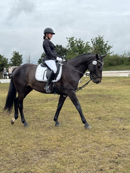 Deutsches Sportpferd, Stute in Stendal