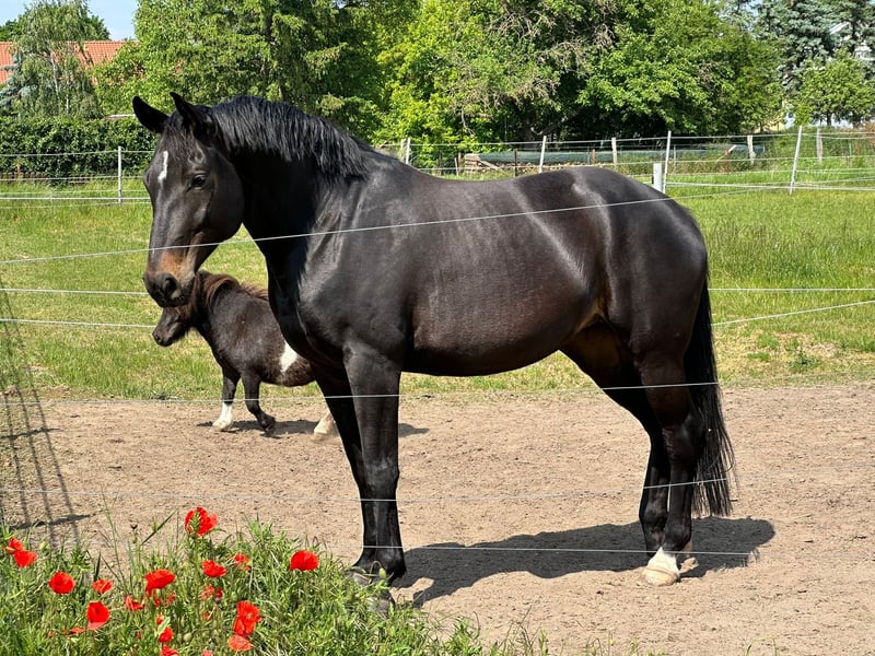 Deutsches Sportpferd, Stute in Stendal