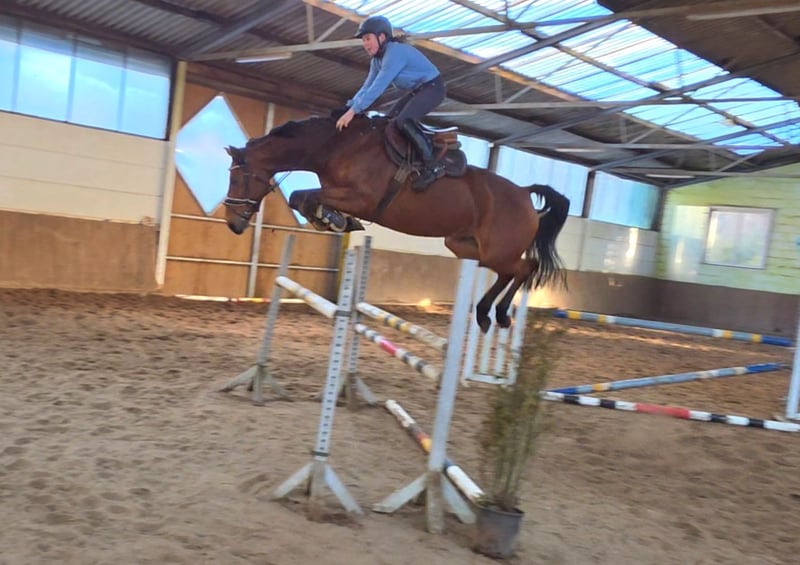 Deutsches Sportpferd, Stute in Braunschweig