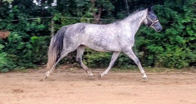 Deutsches Sportpferd, Stute in Seester