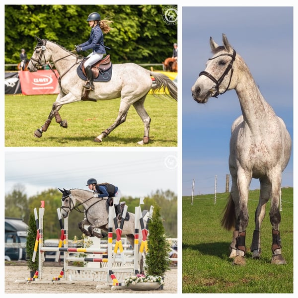 Deutsches Sportpferd, Stute in Cremlingen