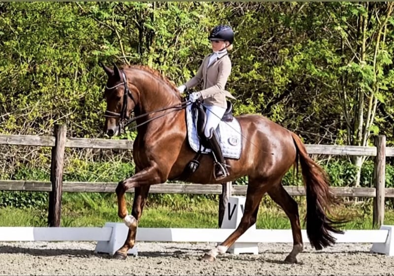 Deutsches Sportpferd, Stute in Karlsfeld
