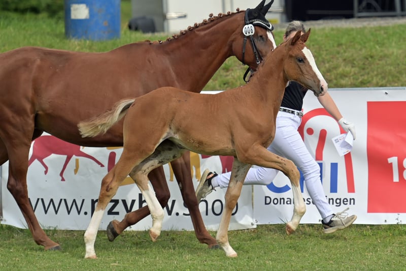 Deutsches Sportpferd, Stute in Stiefenhofen