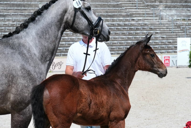 Deutsches Sportpferd, Stute in Hayingen