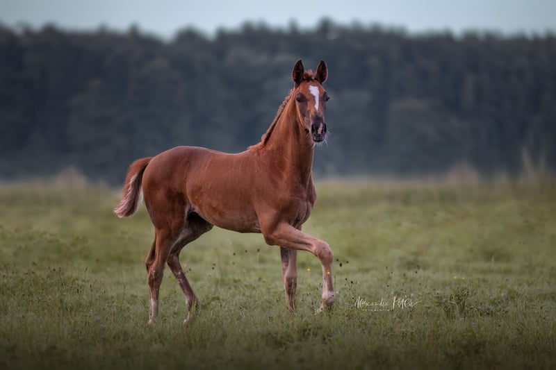 Deutsches Sportpferd, Stute in Bechhofen