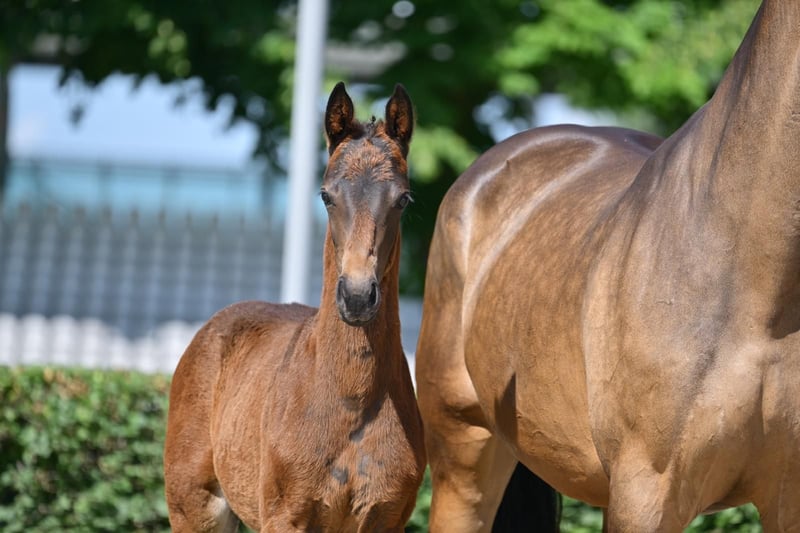 Deutsches Sportpferd, Stute in Pritzwalk