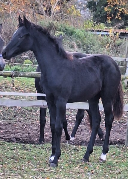 Deutsches Sportpferd, Stute in Blowatz