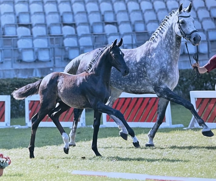 Deutsches Sportpferd, Stute in Nassenheide
