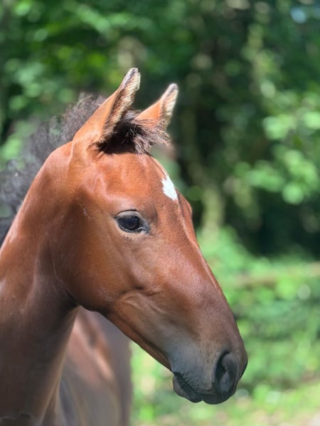 Deutsches Sportpferd, Stute in Neustadt (Dosse)
