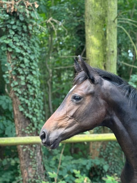 Deutsches Sportpferd, Stute in Neustadt (Dosse)